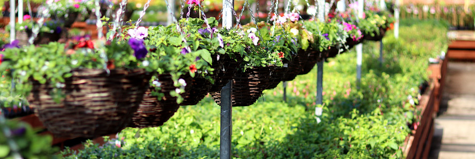 Hanging baskets and plants on benches