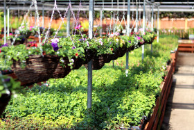 Hanging baskets and plants