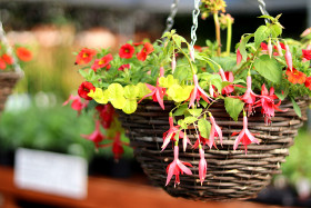 Fuchsia hanging basket