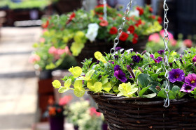 Hanging baskets