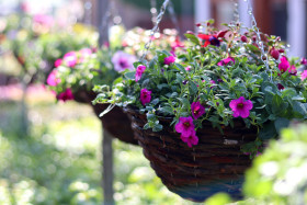 Hanging baskets close