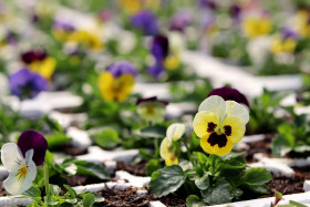 Violas