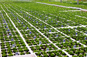 Growing seedlings inside greenhouse on the nursery