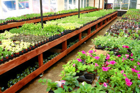 A wide range of plants available