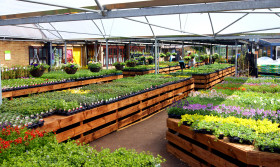 Bedding plants