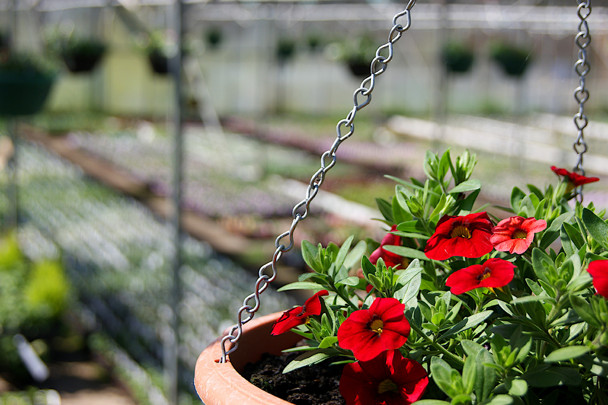 Gallery Kempston Nurseries